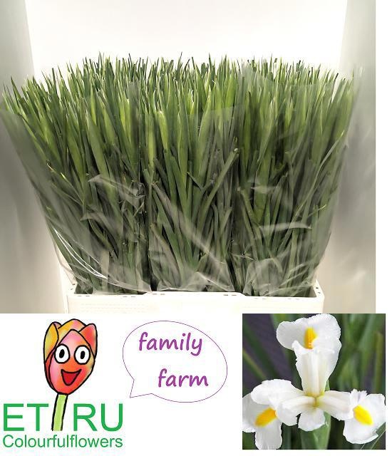 Iris White Magic 60cm