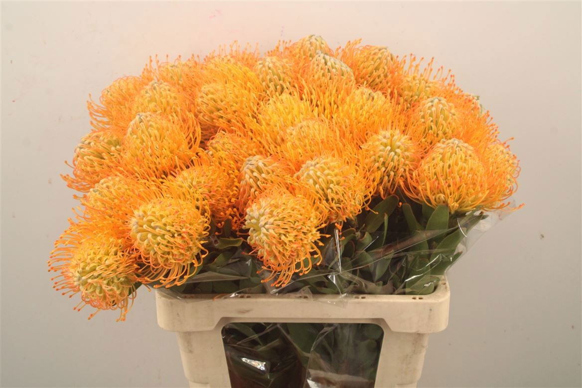 Leucospernum(pins) Jelena 60cm