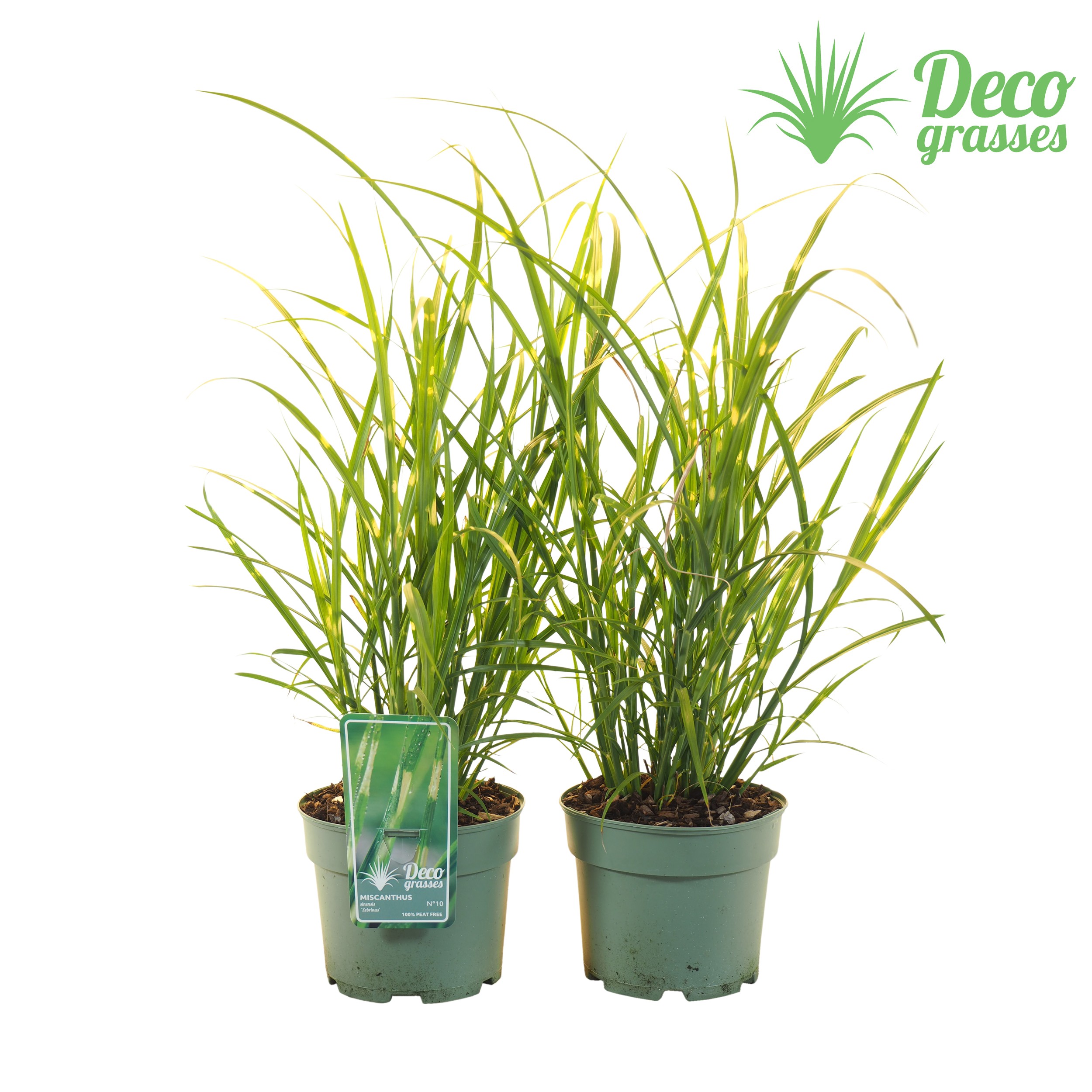 Picture of Miscanthus sinensis Zebrinus ( PEAT FREE ) P19 (3 Ltr) (LOOSE)