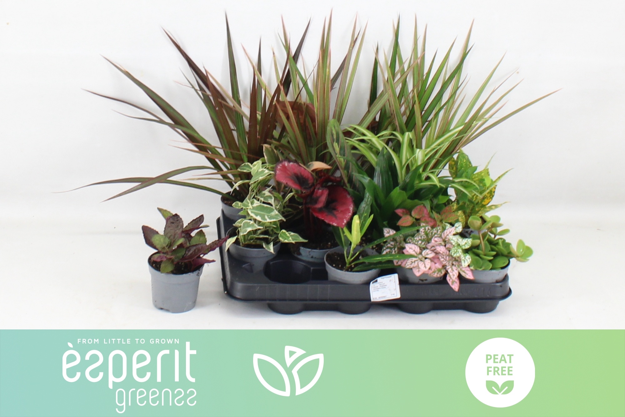 Ov Kamerplanten Gem. 508Ø 10cm