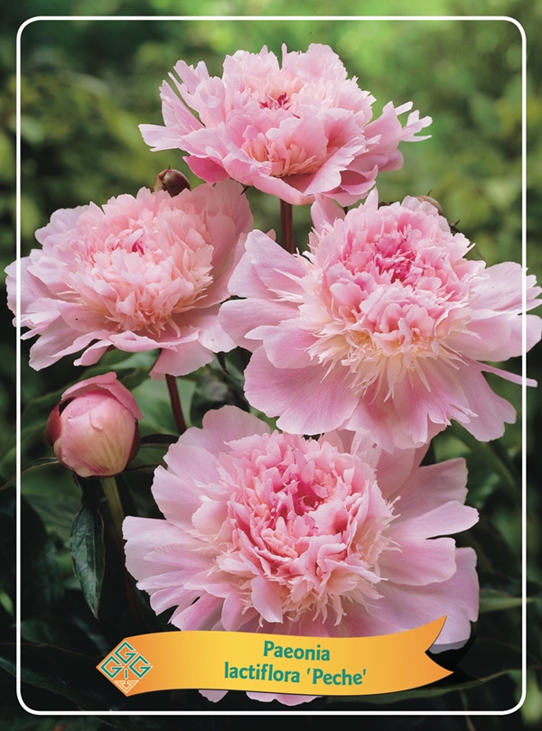 Picture of Paeonia Lactiflora mix 6x10 srt. per shelve P11