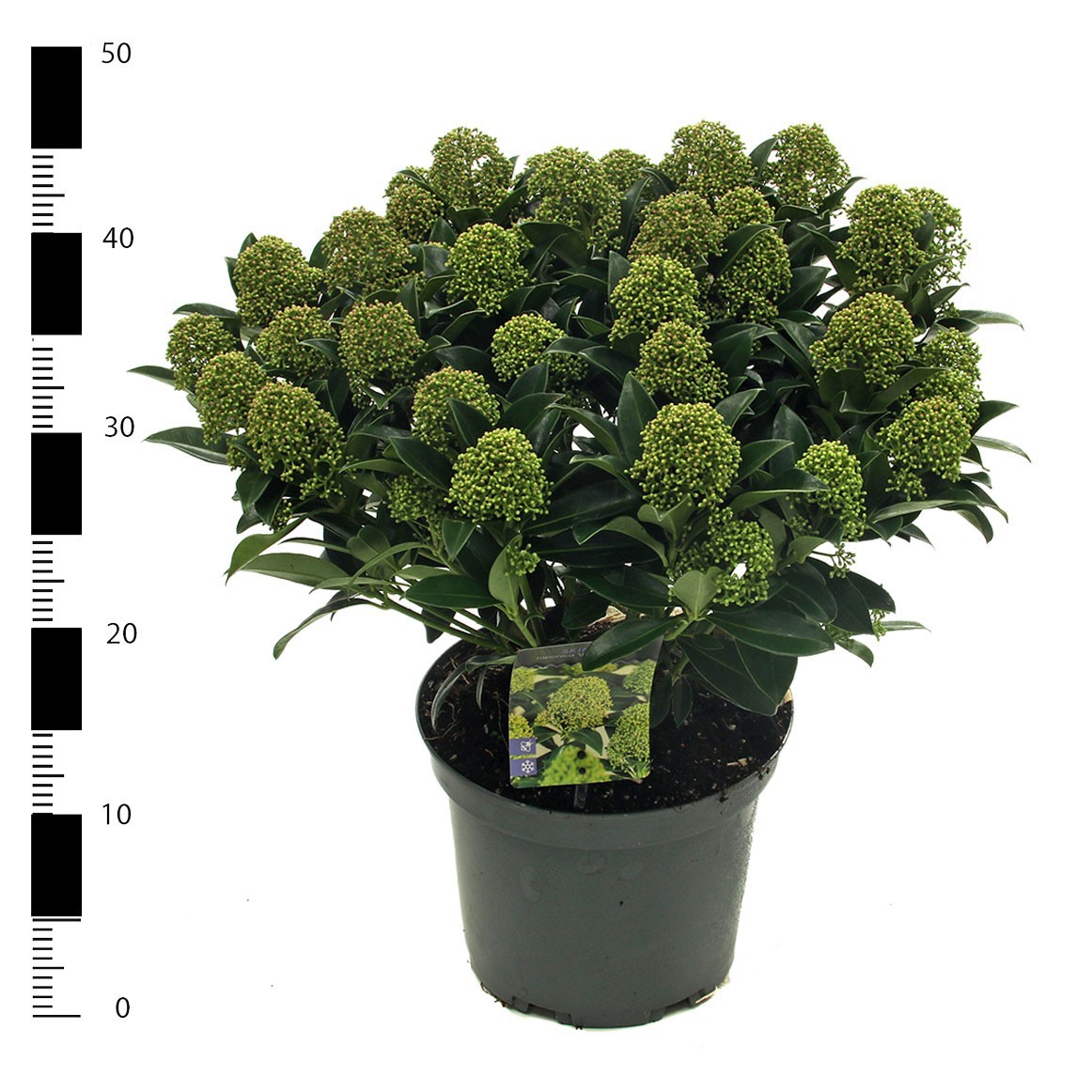 Picture of Skimmia jap. 'White Globe'