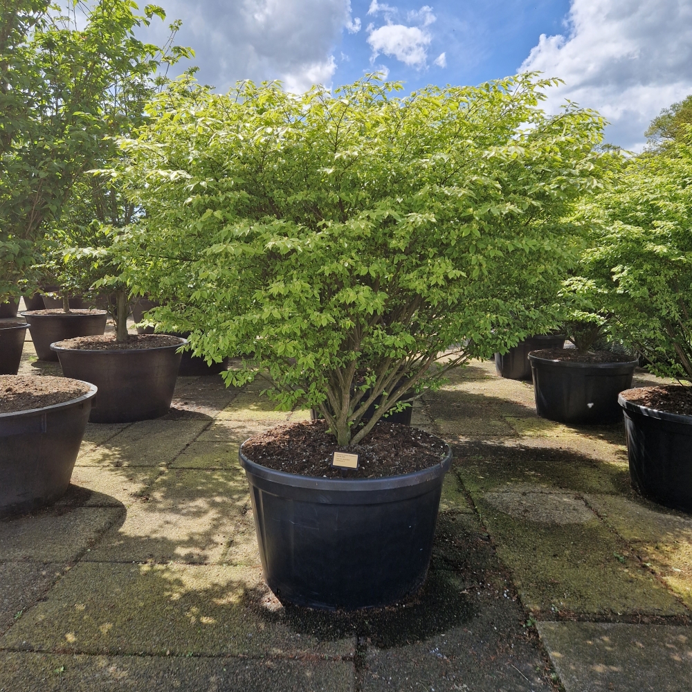 Picture of Euonymus alatus Compactus C290 160/+ (LOOSE)