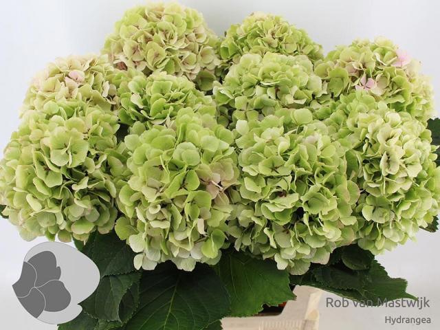 Hydrangea Verena Classic Pink 80cm 20Ø