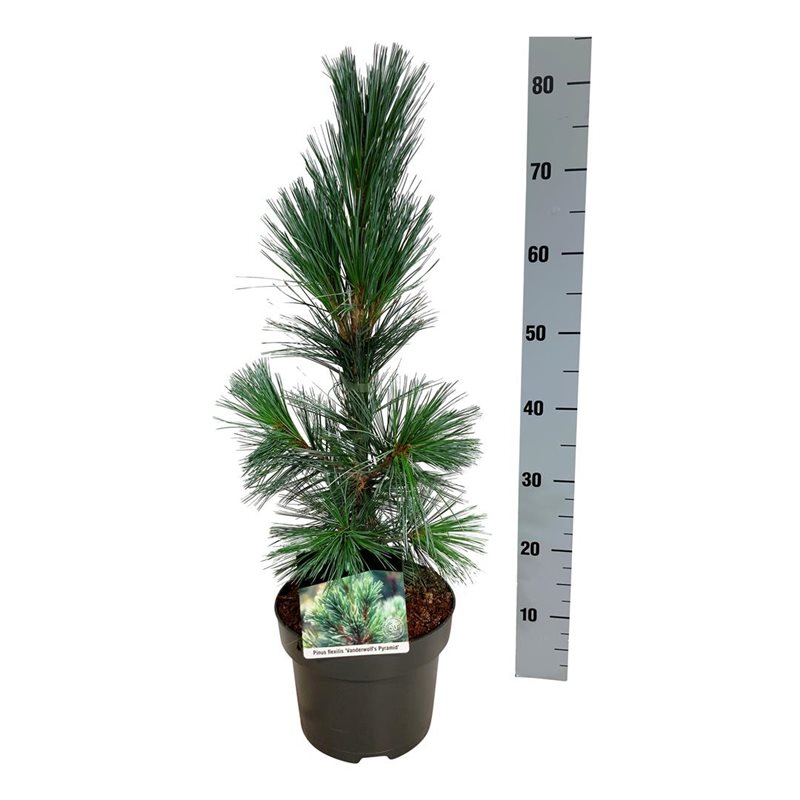 Picture of Pinus flex. 'Vanderwolf's Pyramid'