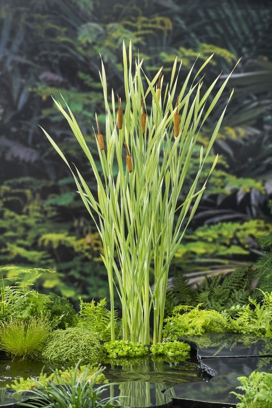 Typha latifolia 'Variegata' | Gardenline