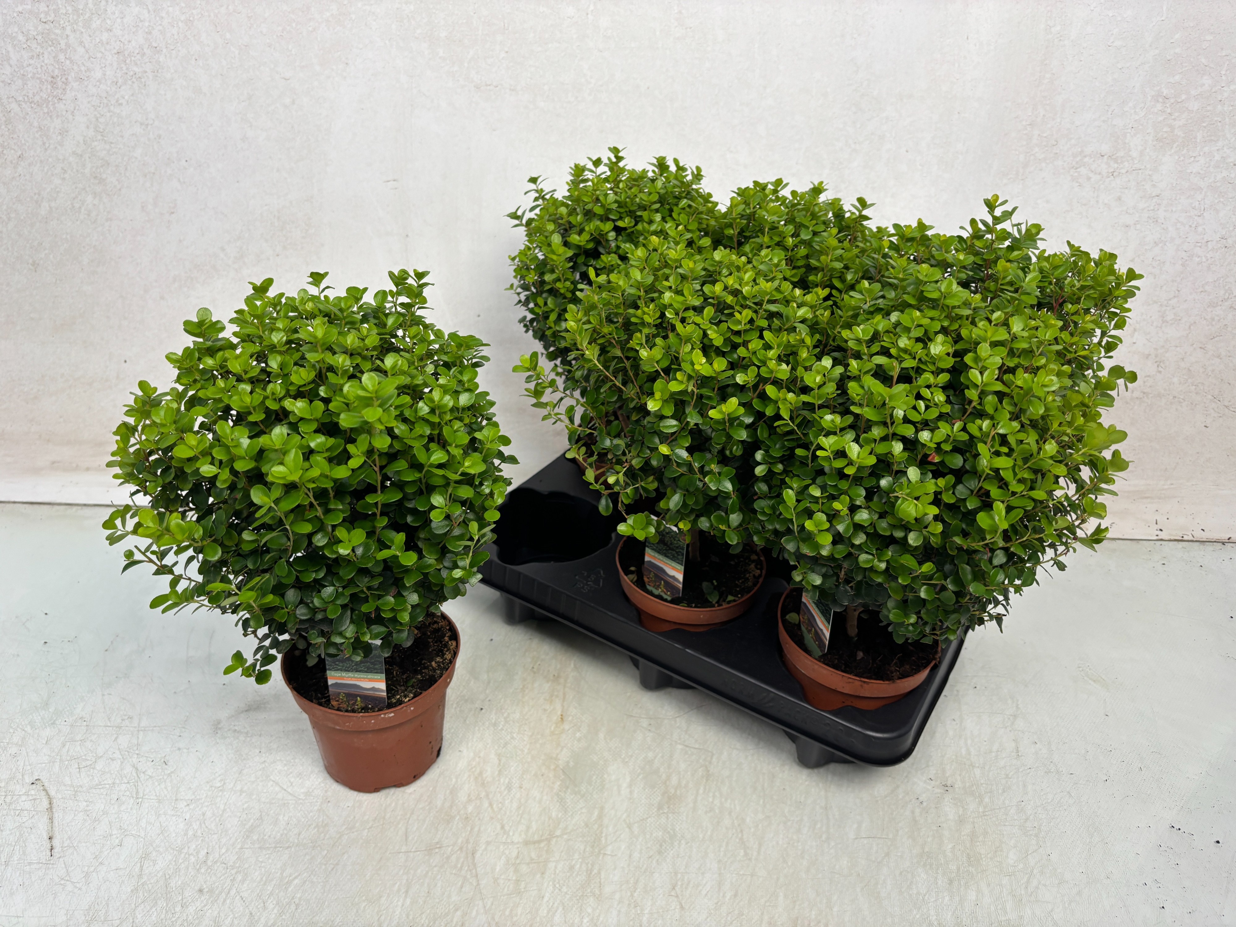Myrsine Africana 12Ø 30cm