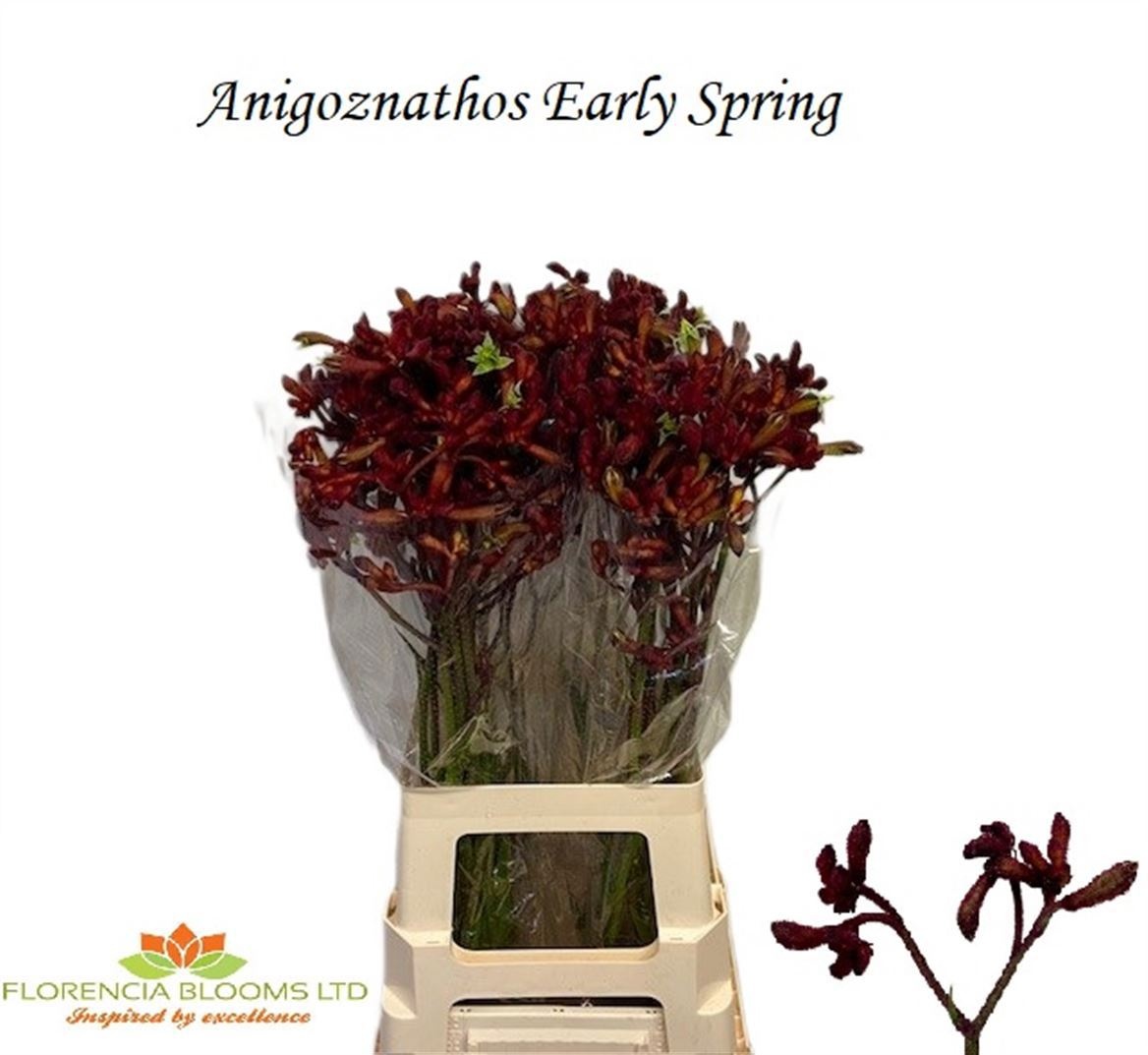 Anigoz Early Spring