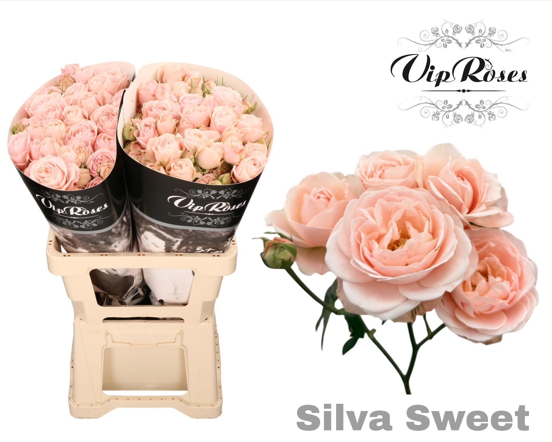 R Tr Silva Sweet+