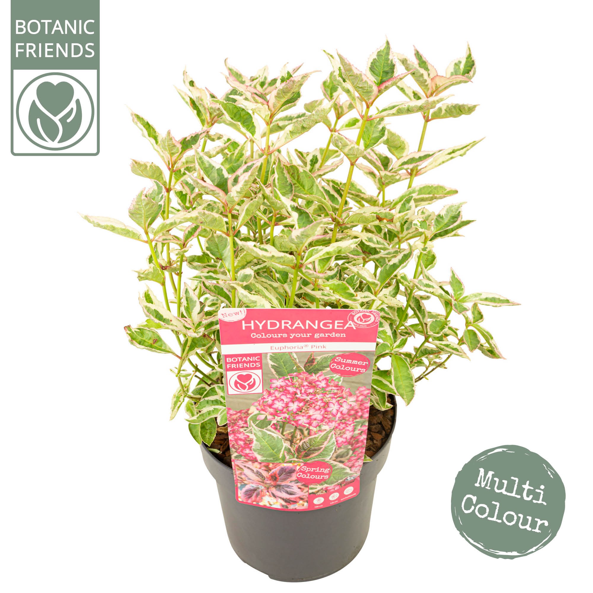 Picture of Hydrangea serrata Euphoria Pink P19 (3 Ltr)