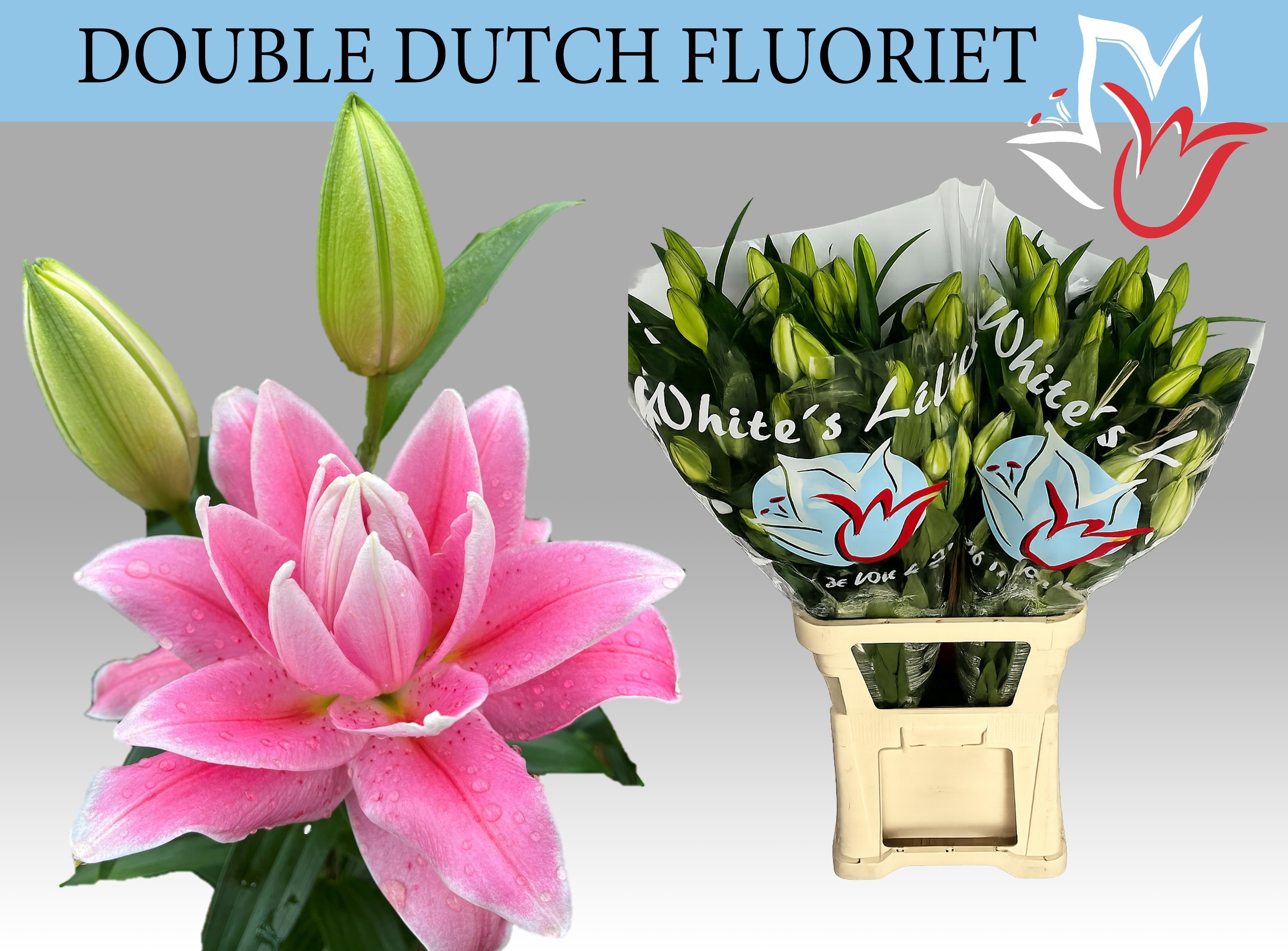 Li Or Du Dd Fluoriet