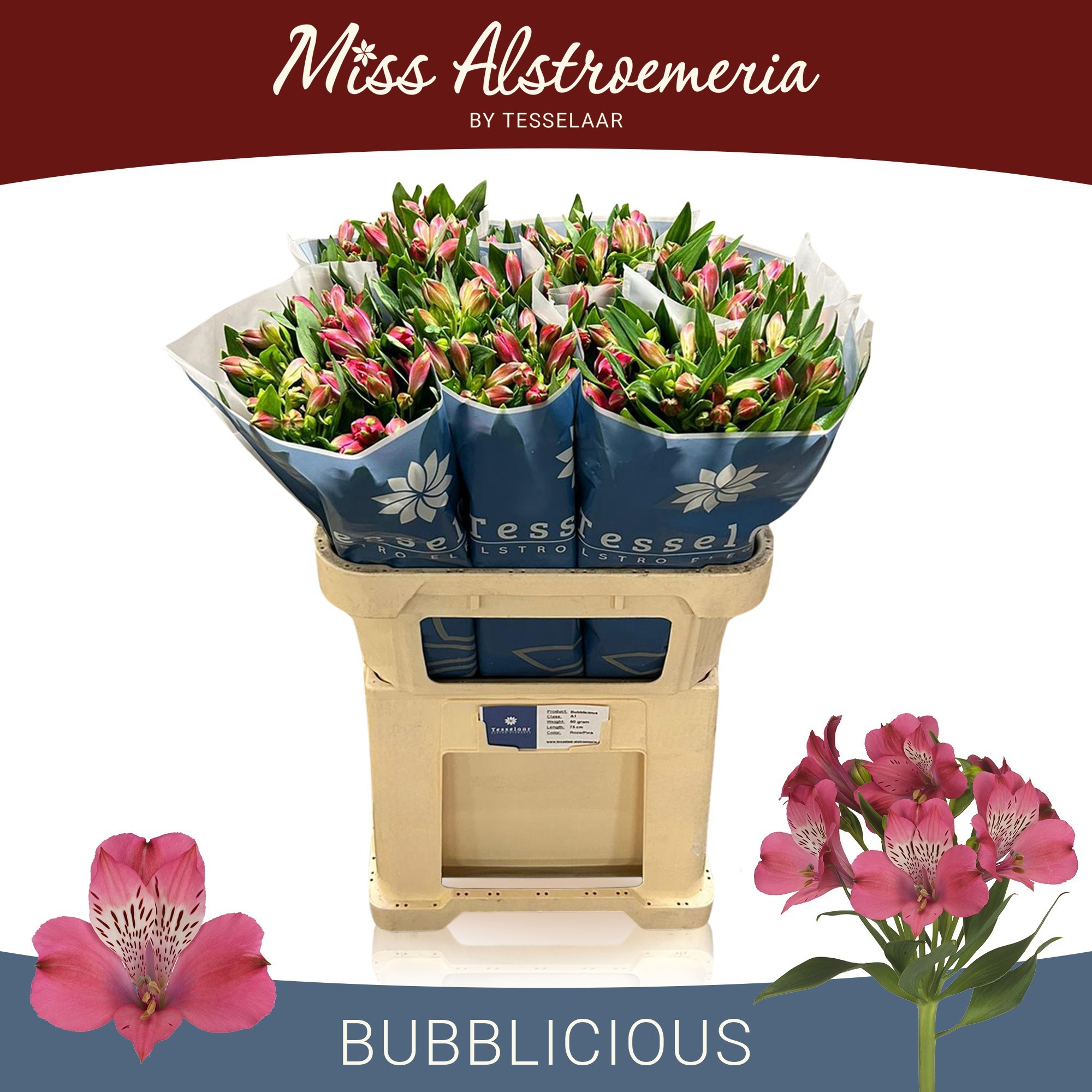 Alstr Bubblicious
