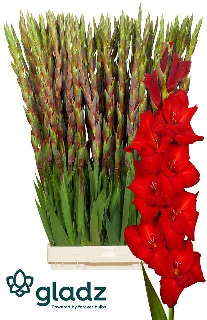 Gladiolus Red Balance 120cm 190gram