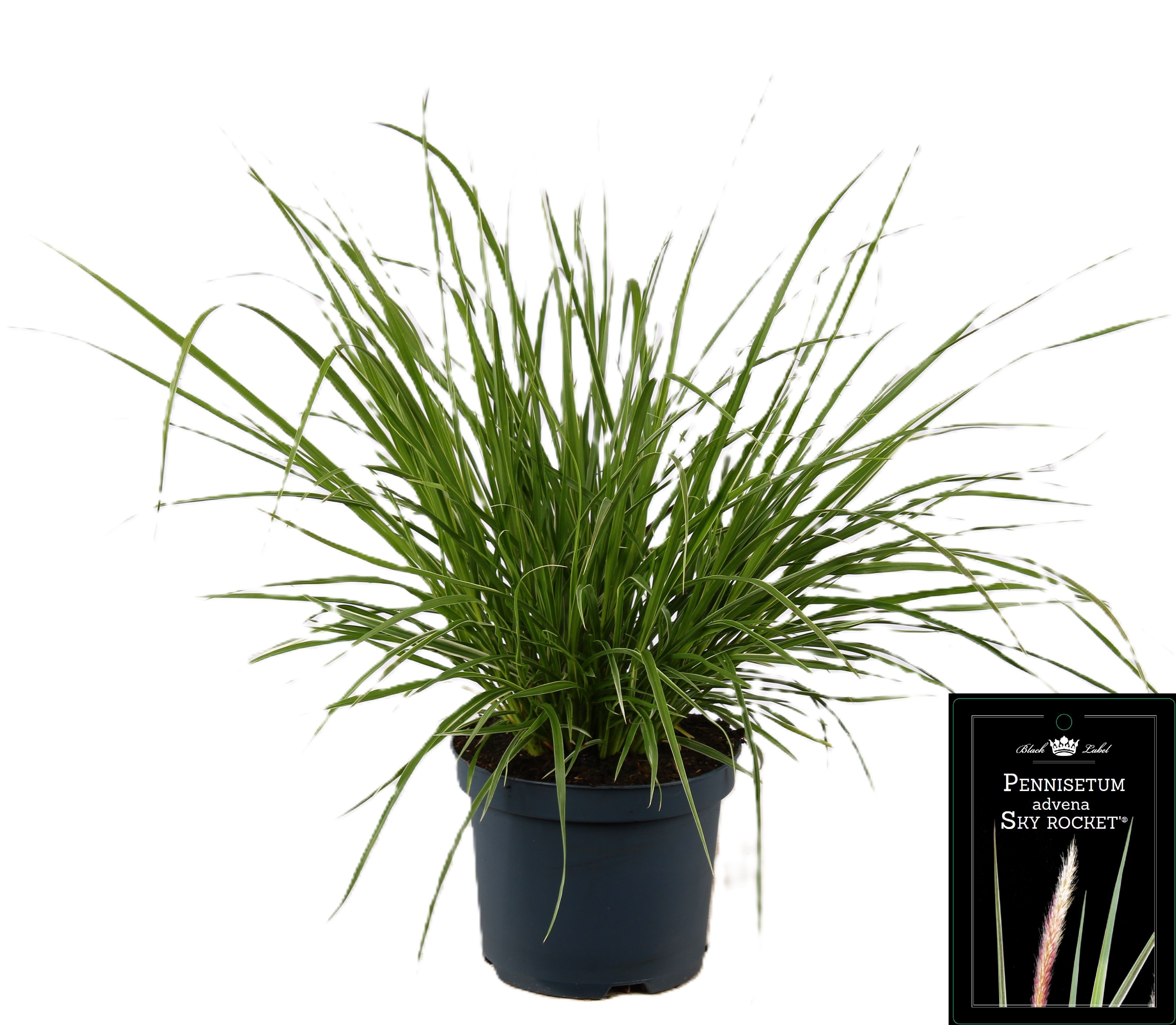 Picture of Pennisetum x advena Sky Rocket