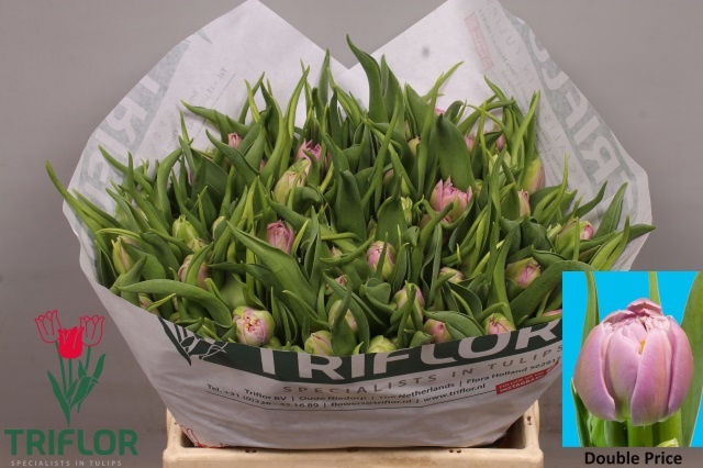 Tulipa Double Double Price 36cm 35gram