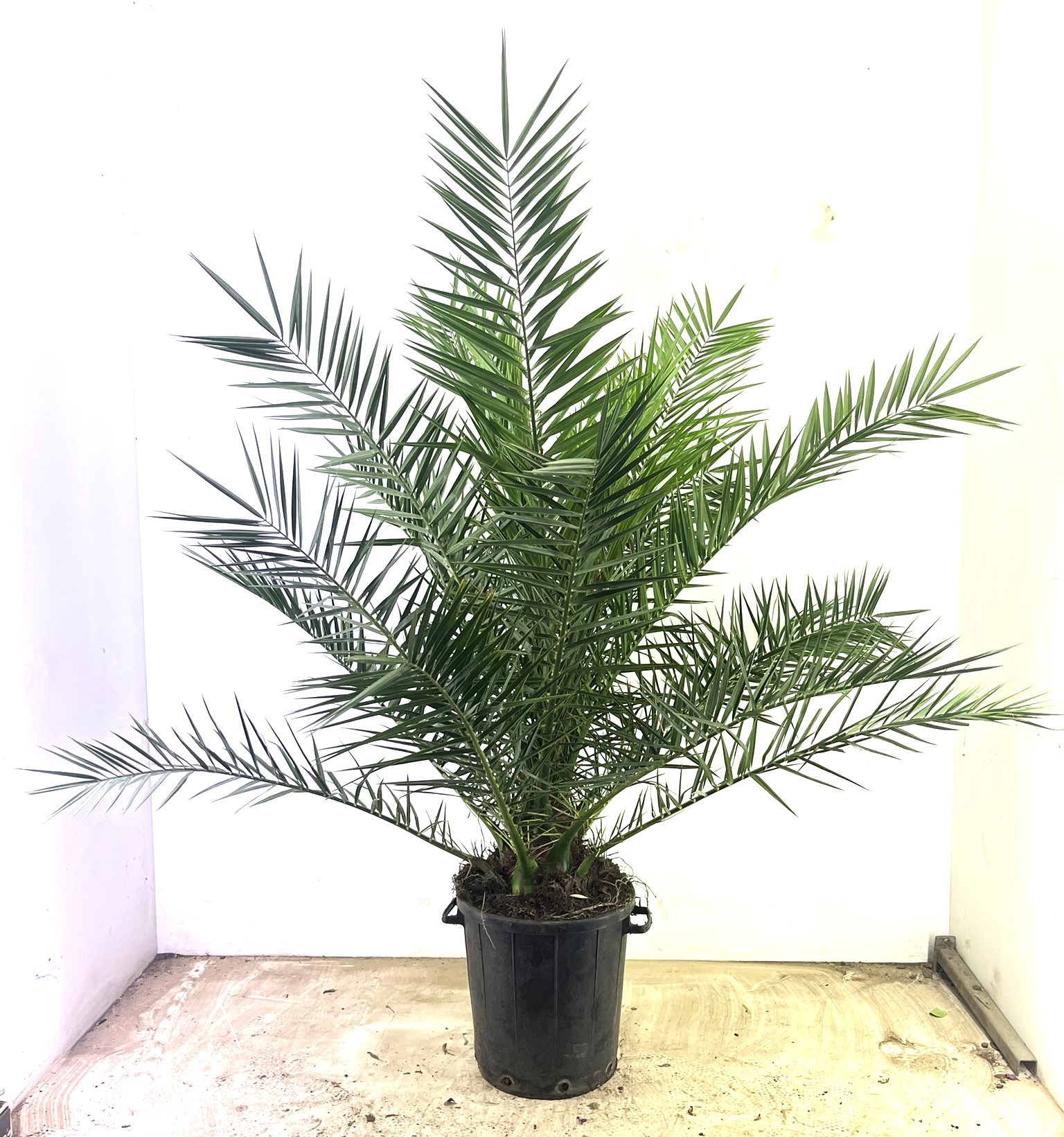 Picture of Phoenix canariensis P40