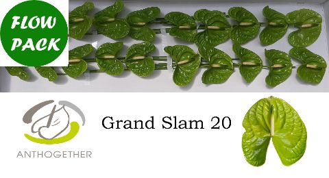 Anth A Grand Slam