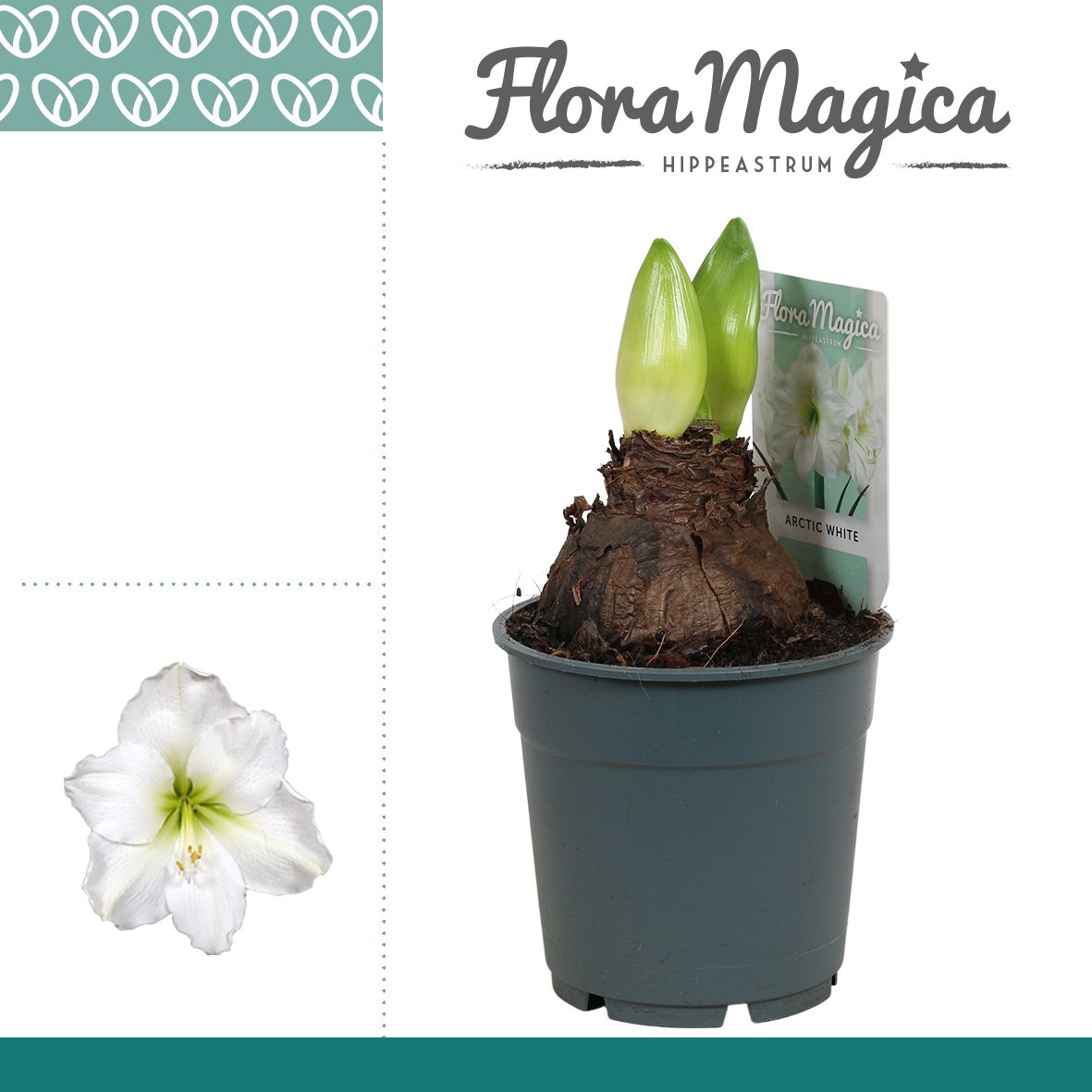 Amaryllis Arctic White 2 knop Extra OP
