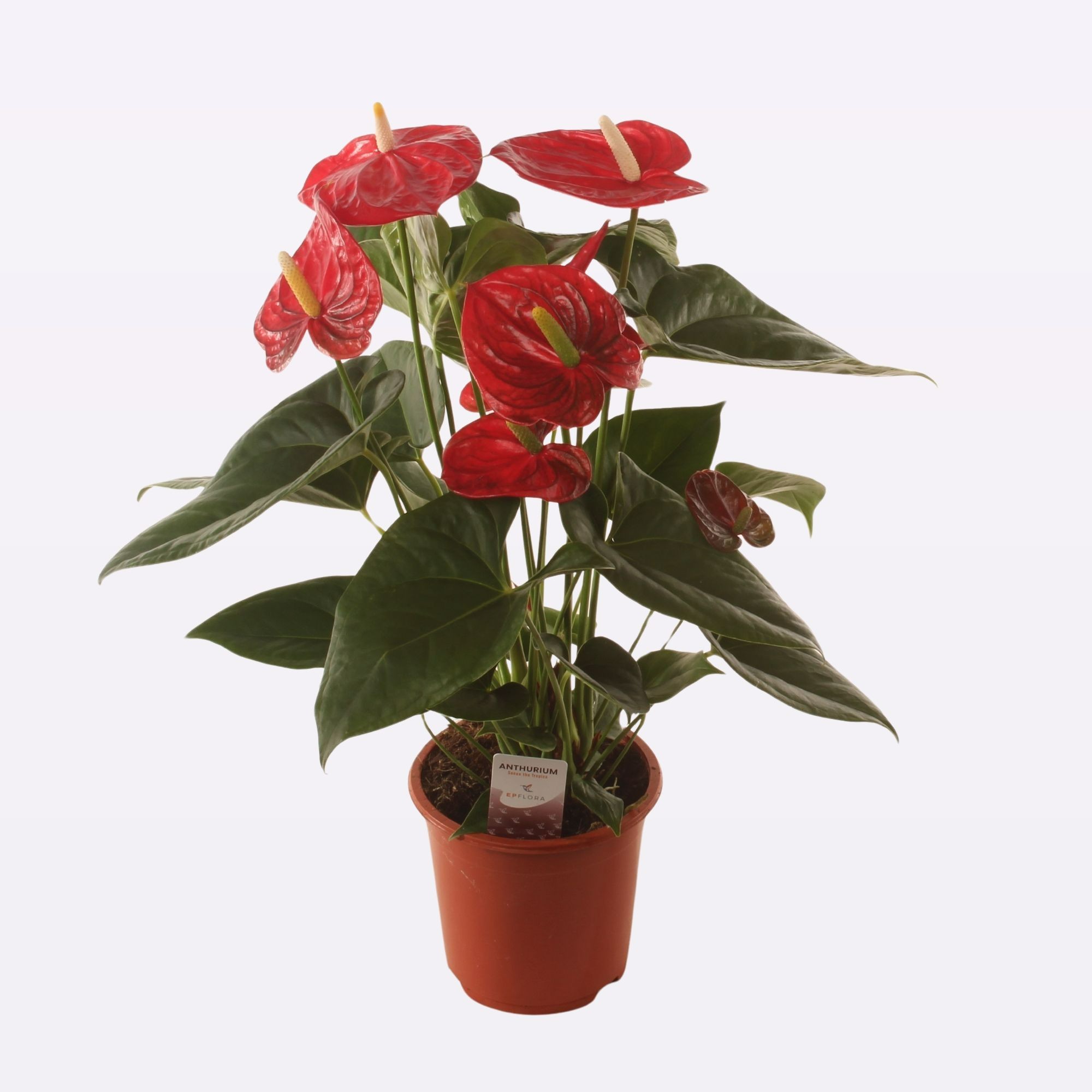 Picture of Anthurium Aloha Red P17 50CM