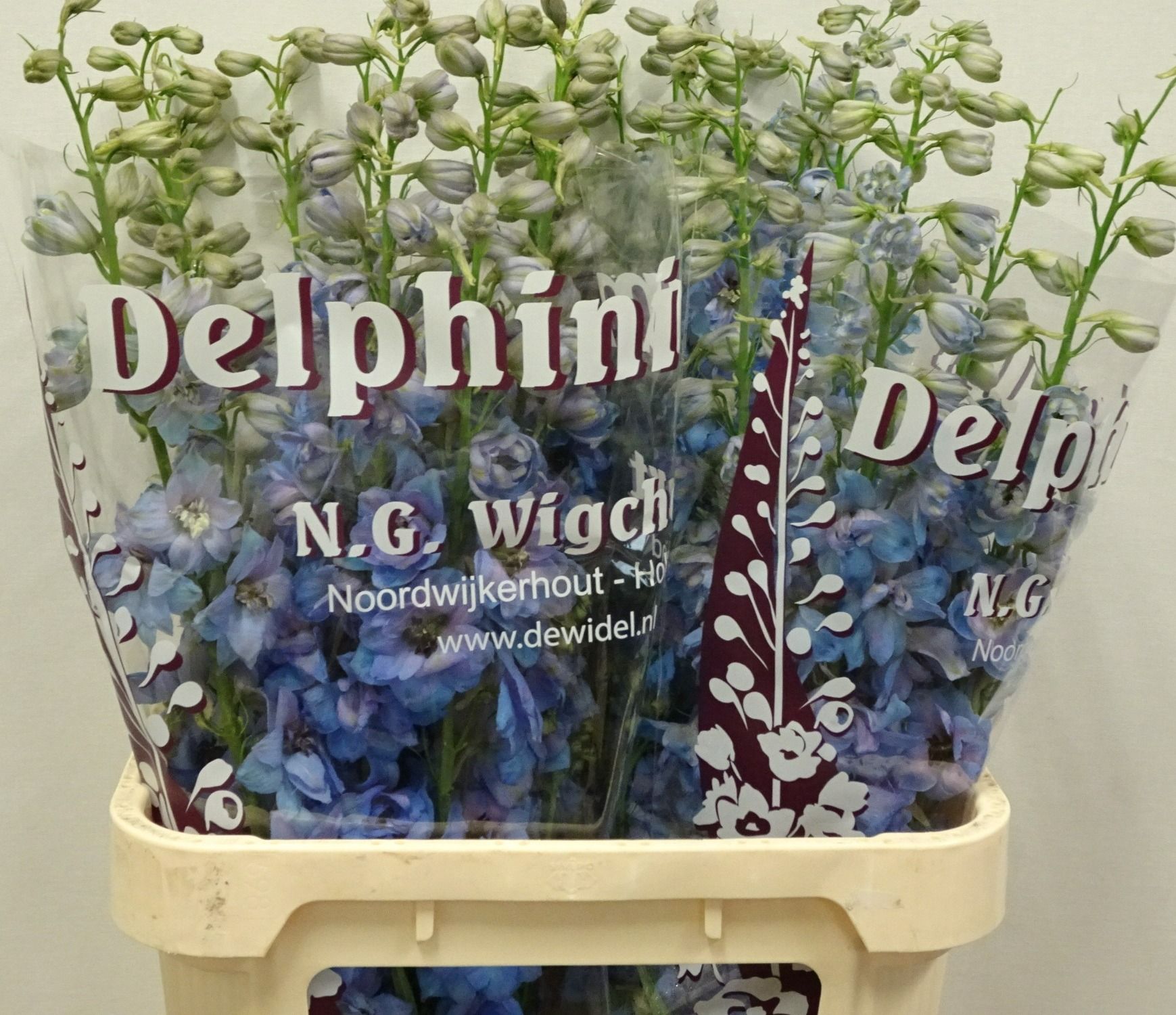 Delph Du Dew Azul
