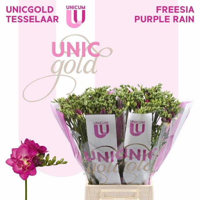 Freesia Double Purple Rain 50cm 22gram