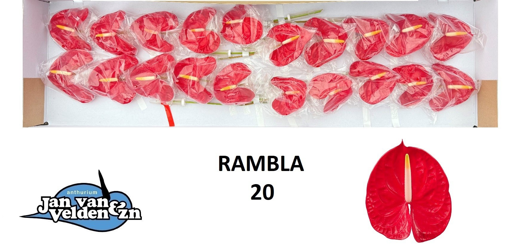 Anthurium Rambla 9Ø