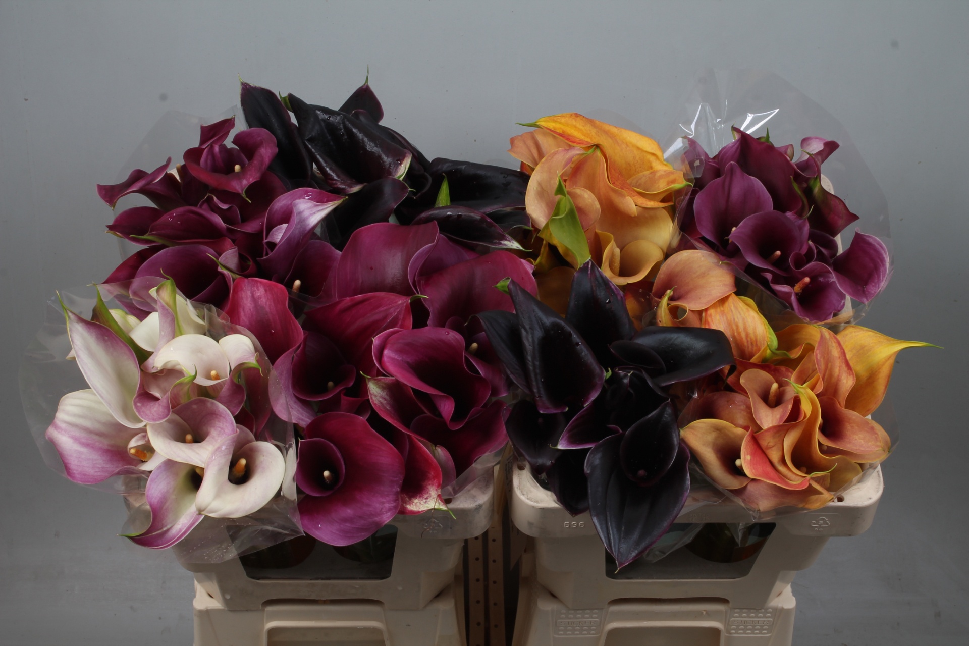 Calla Assorted 50cm