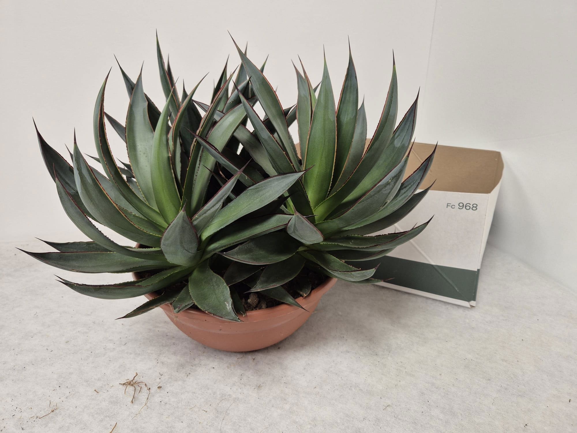 Agave 'Shaka Zulu' AGAV SHAKA ZULU | OZ Planten