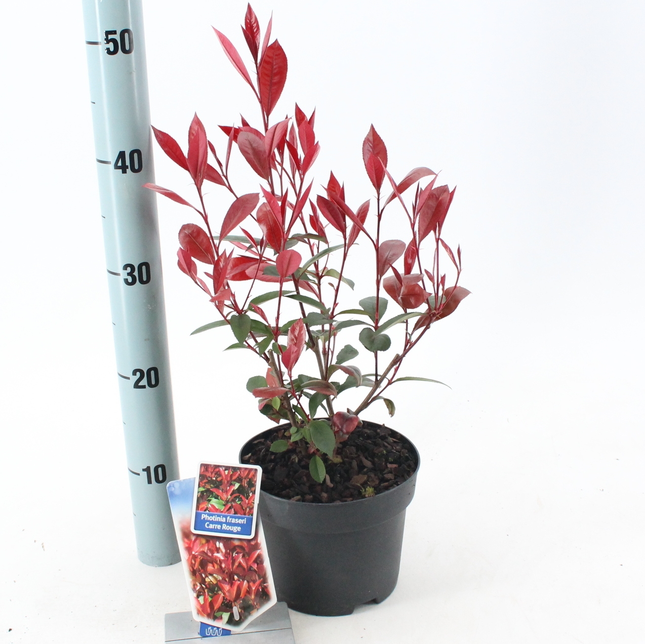 Picture of Photinia fraseri 'Carré Rouge'