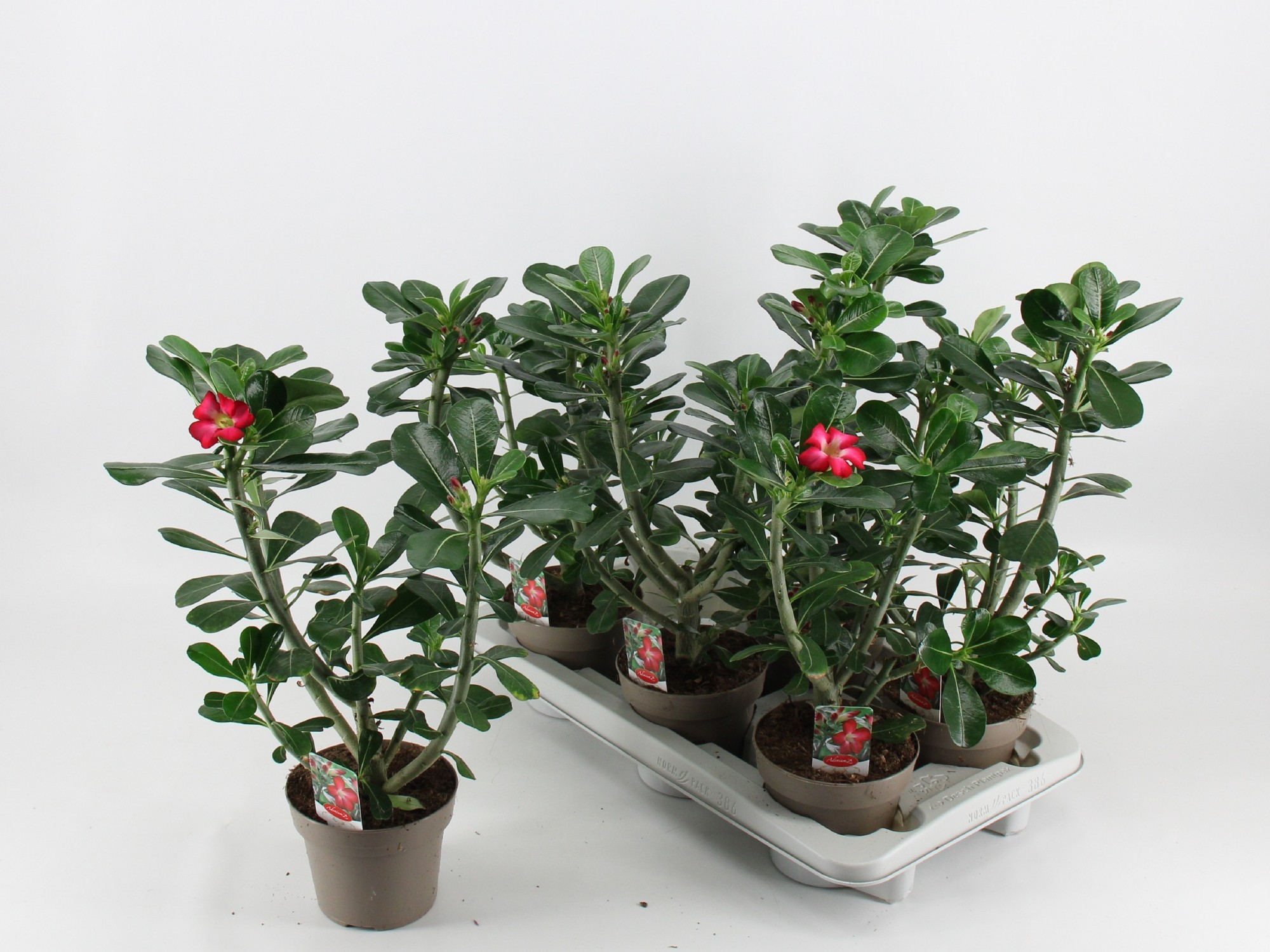 Adenium ob. Anouk ADEN ANOUK | Adenium | Adenium | Цветущие комнатные  растения | Цветущие растения | Все продукты | OZ Planten