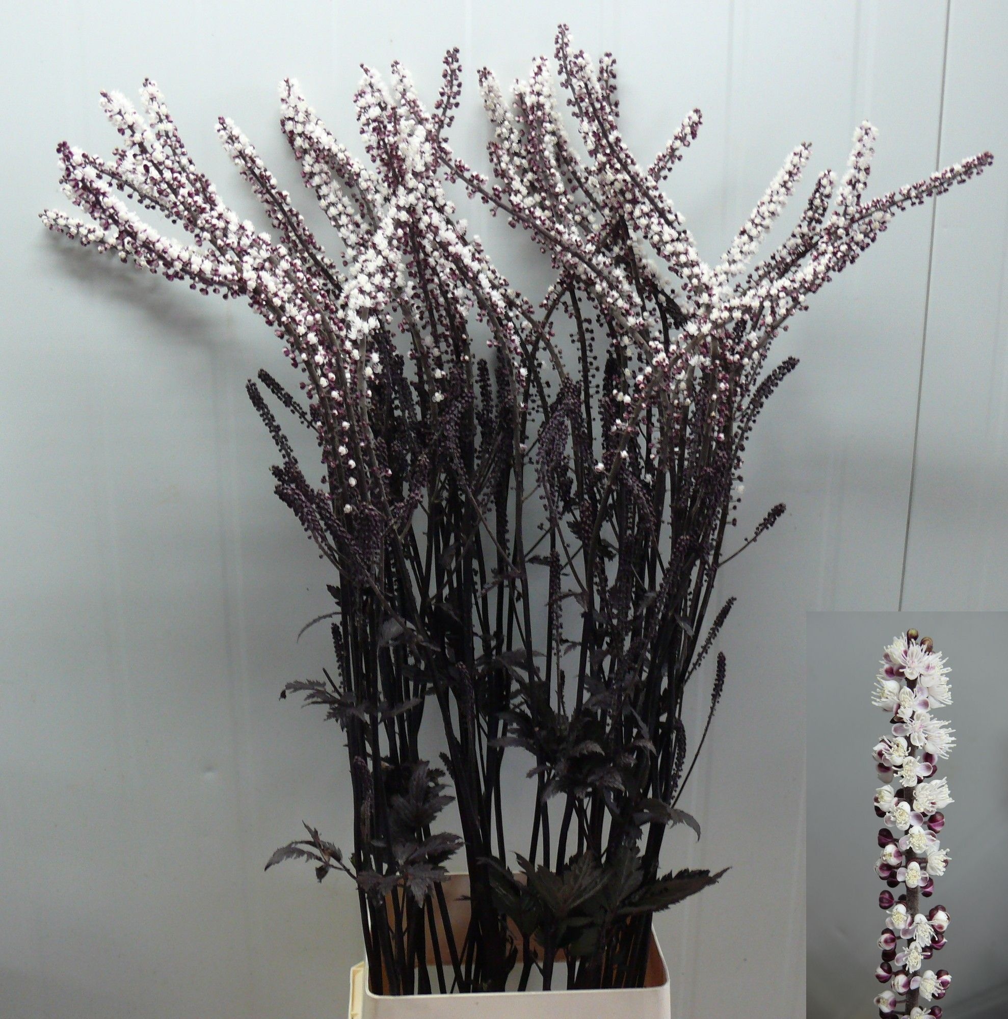 Actaea Sim Brunette