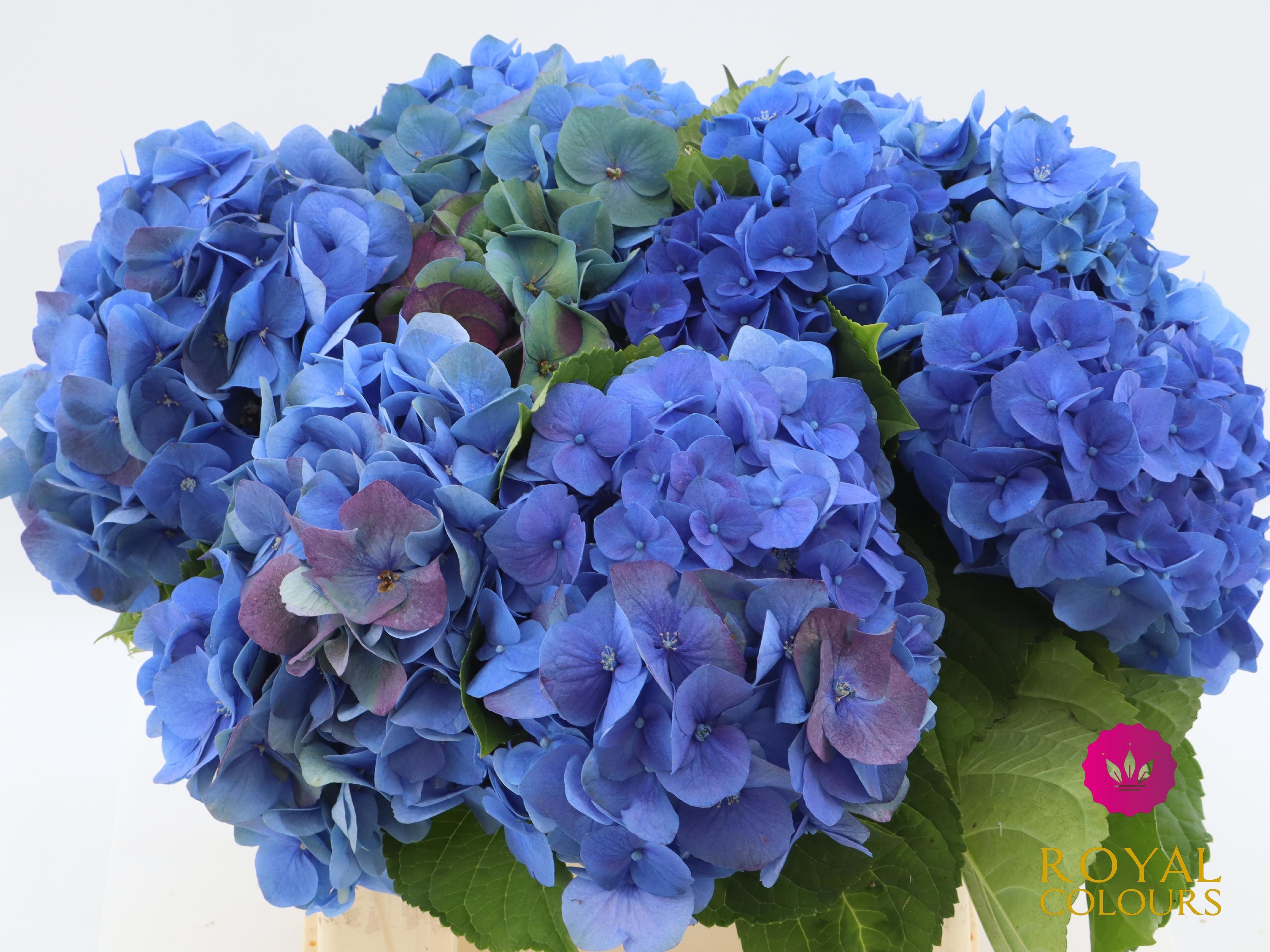 Hydrangea Bela Blue 40cm 16Ø
