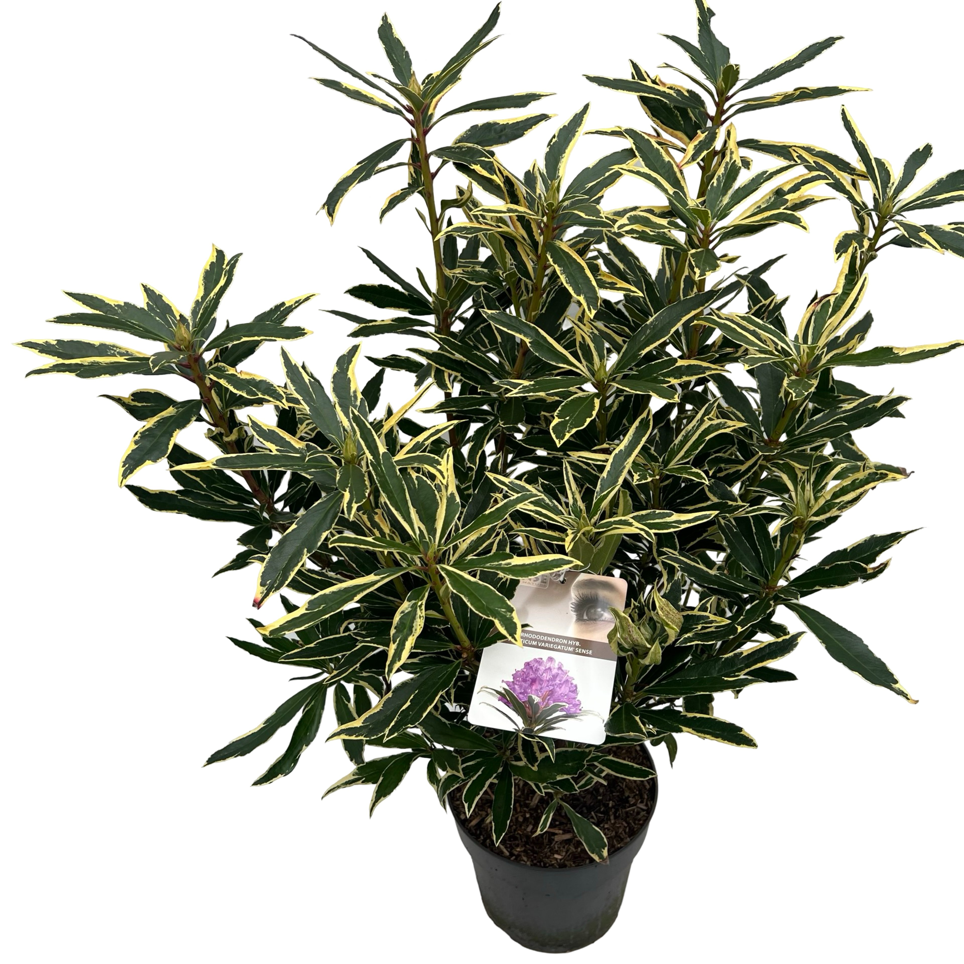 Picture of Rhododendron pon. Variegatum P23 (5 Ltr) (LOOSE)