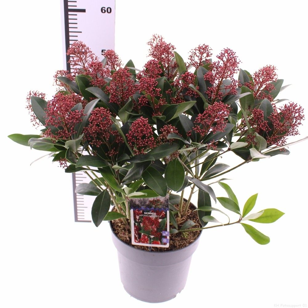 Picture of Skimmia jap. 'Rubella'