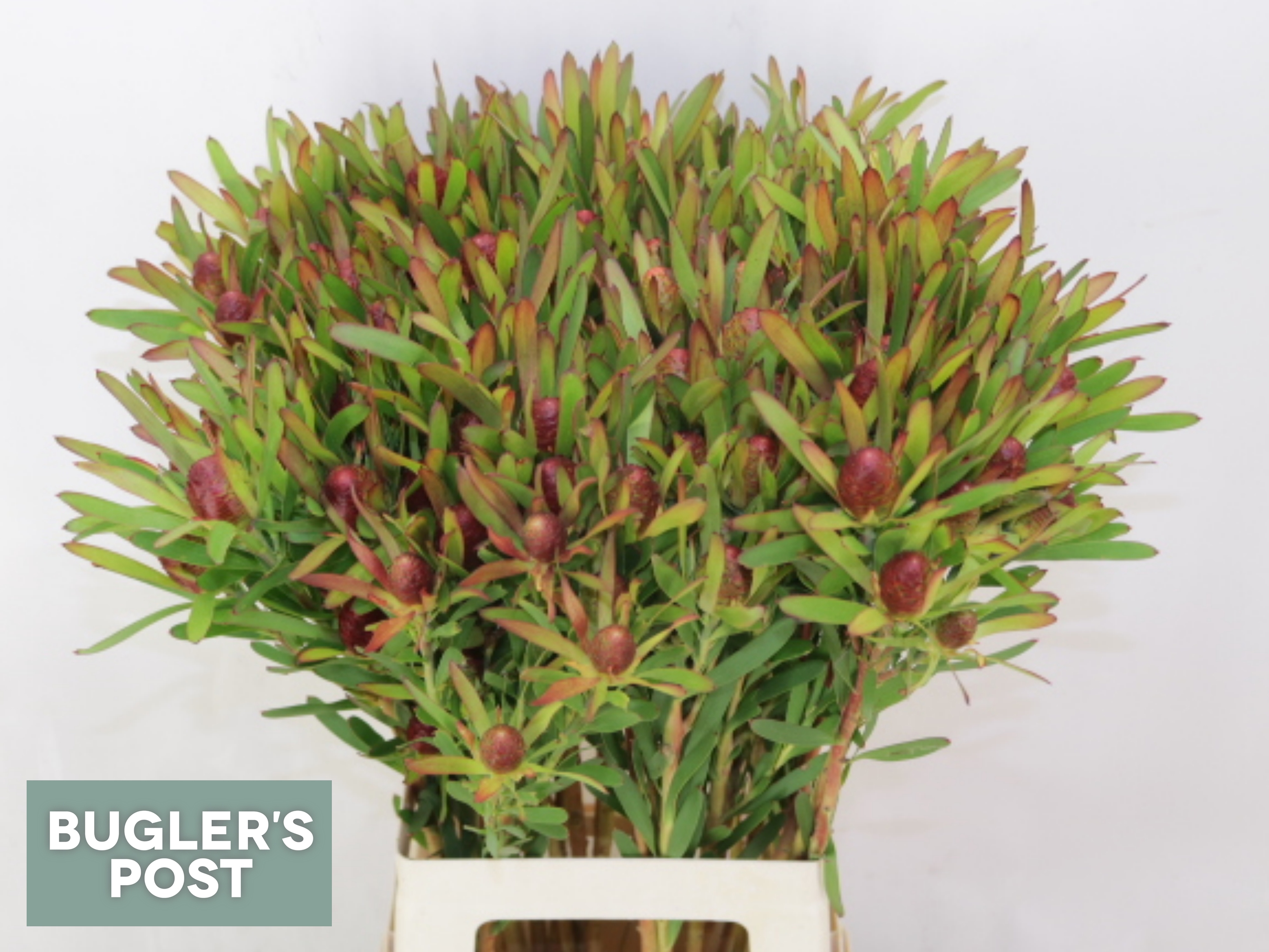 Leucad Ayoba Ch Pear 70cm