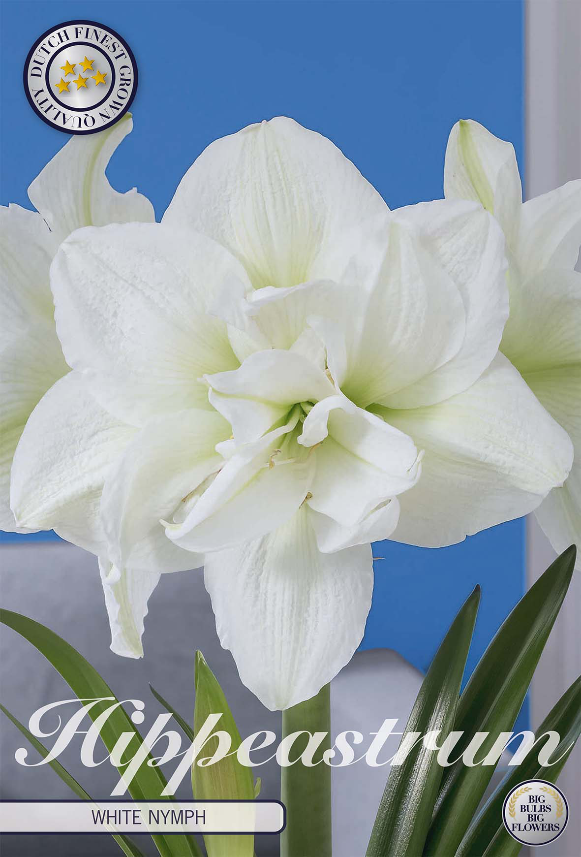 Hippeastrum Double White Nymph x 1