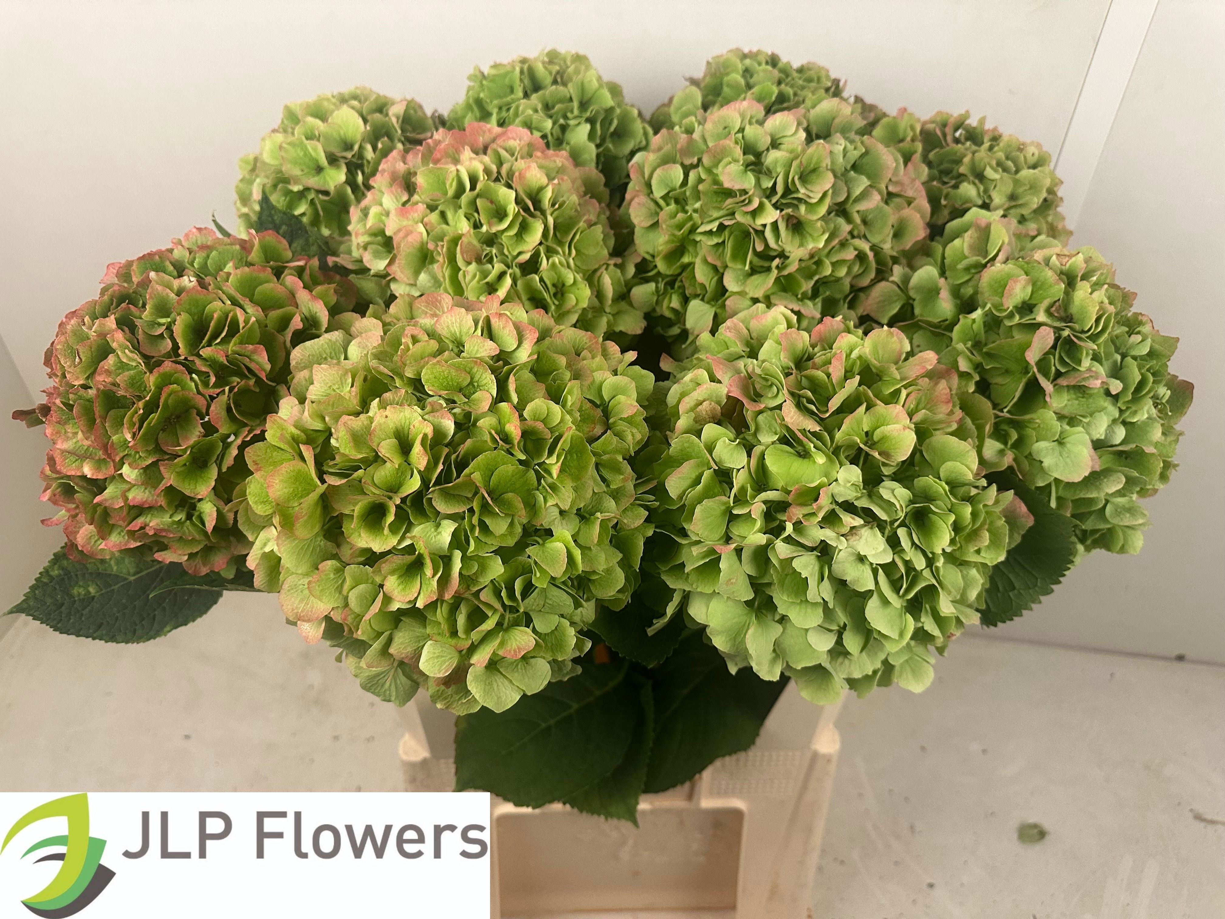 Hydrangea Verena Classic Pink 80cm 23Ø