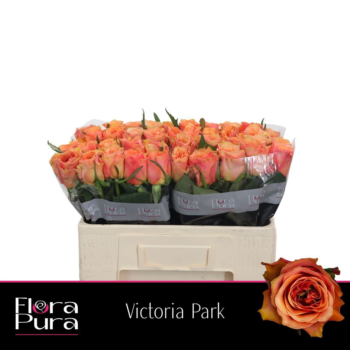 R Gr Victoria Park