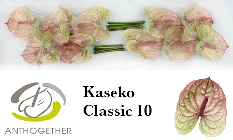 Anthurium Kaseko Cl 15Ø