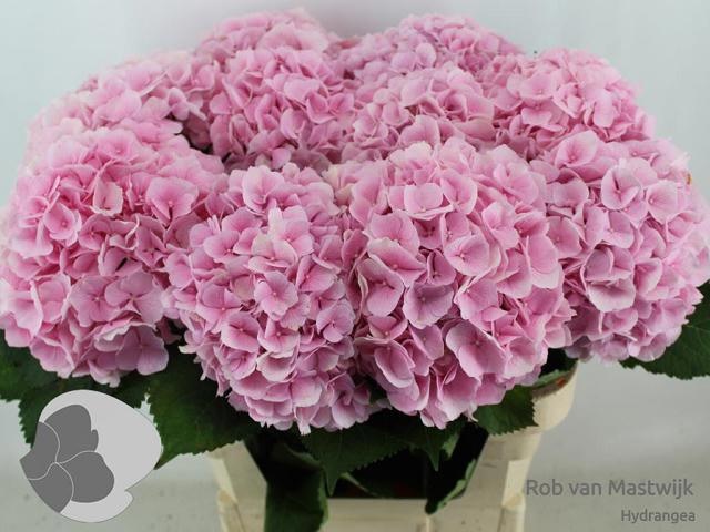 Hydr M Verena