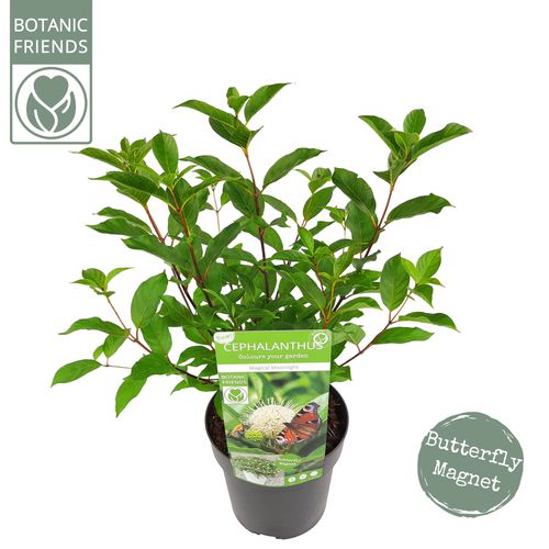 Cephalanthus 'Magical Moonlight'®p19 Son