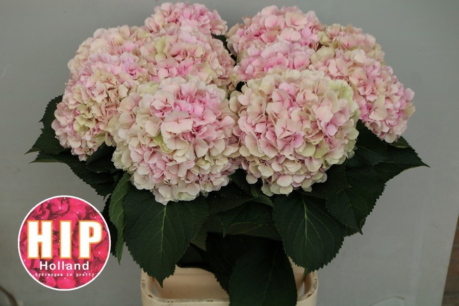 Hydrangea Verena Classic Pink 100cm 24Ø