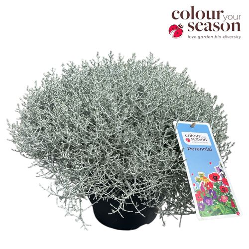 Calocephalus brownii P26 Roest