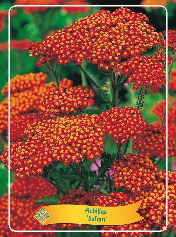 Picture of Achillea mix 6x10 srt. per shelve P11