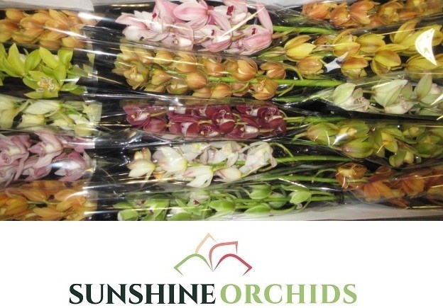 Cymbidium Asst Mini 50cm