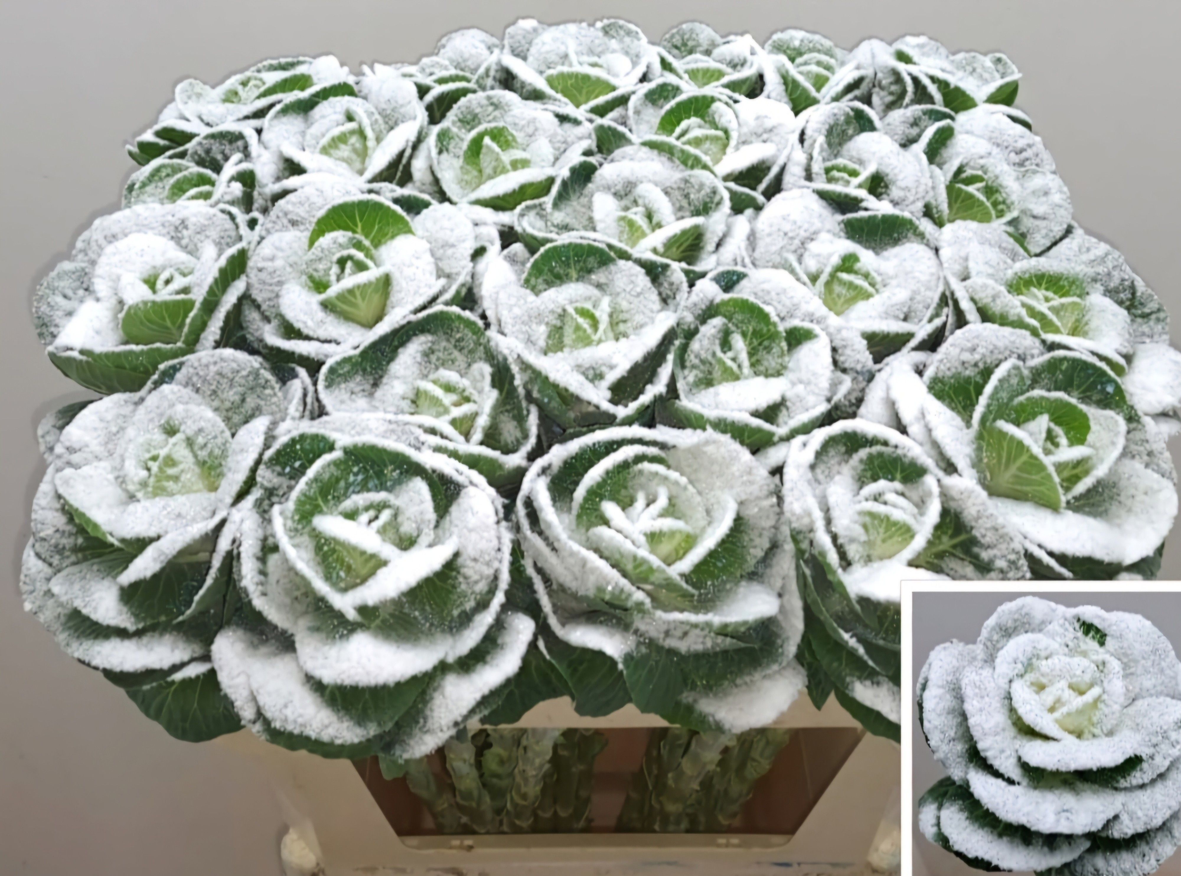 Brassica Painted 70cm