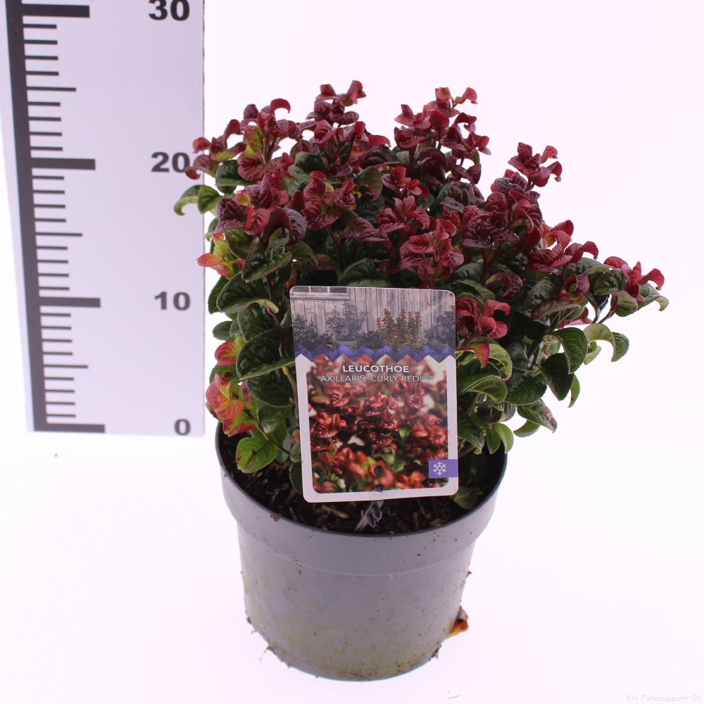 Picture of Leucothoe axillaris 'Curly Red'