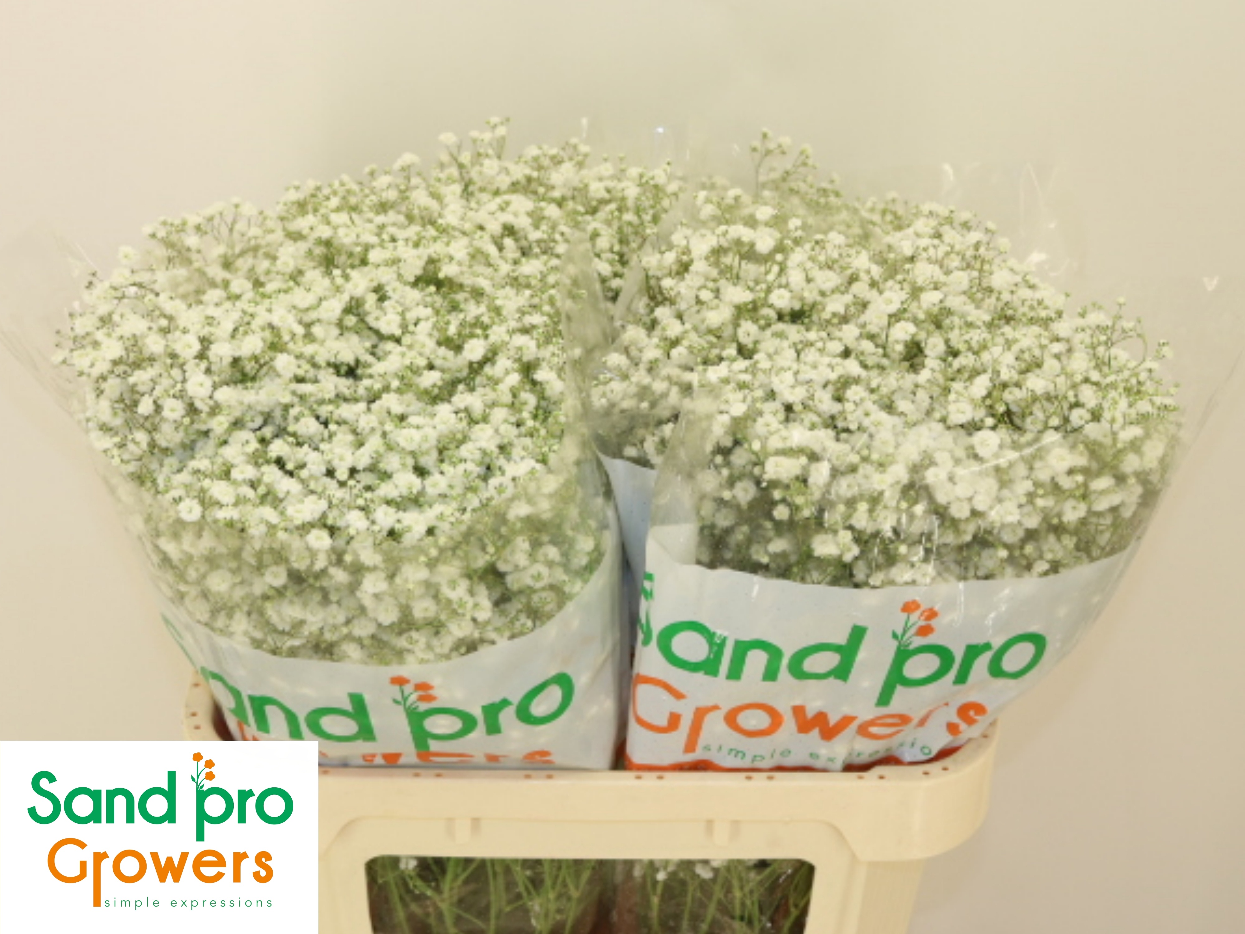 Gypsophila Xlence White 70cm 17gram