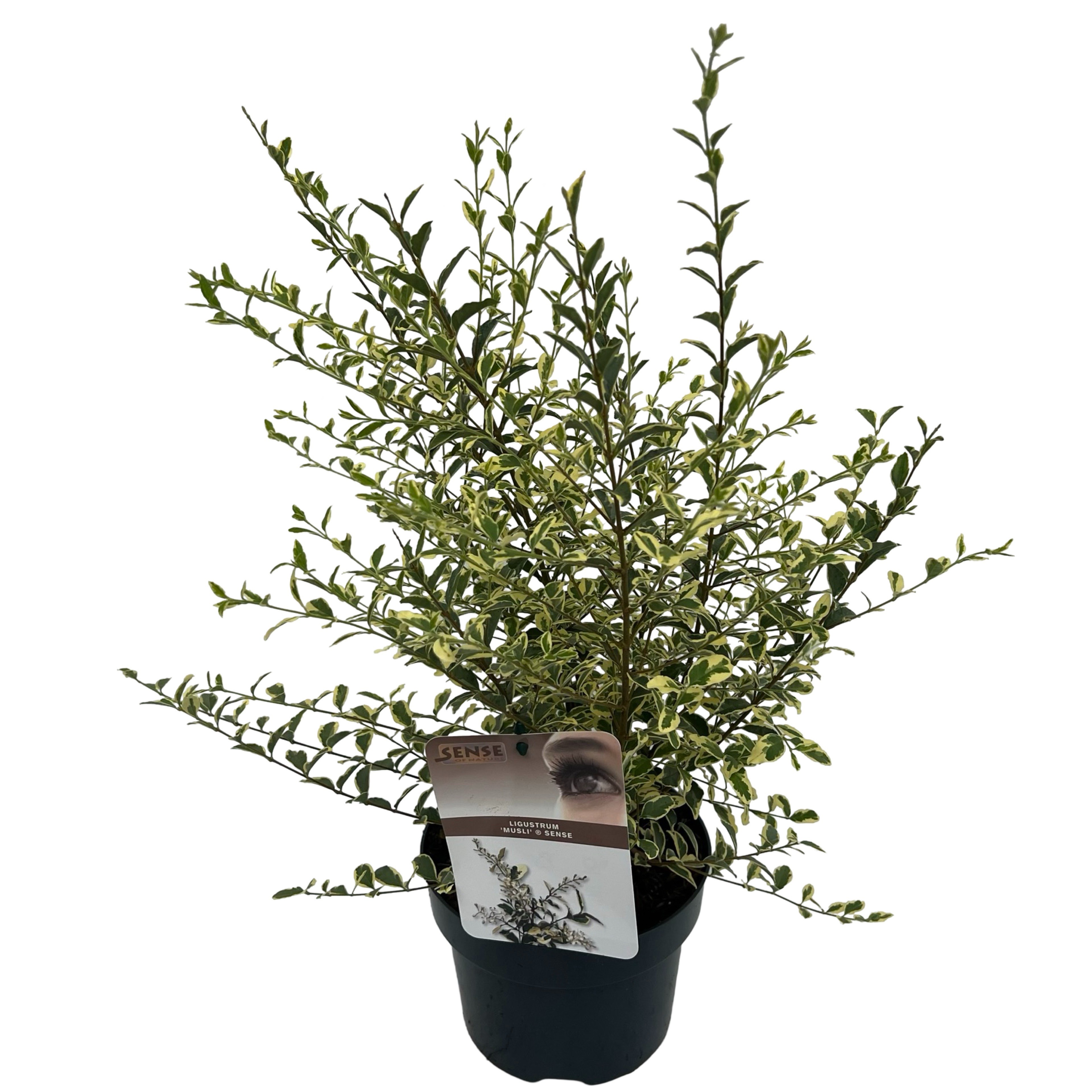 Picture of Ligustrum ibota 'Musli' ® sense