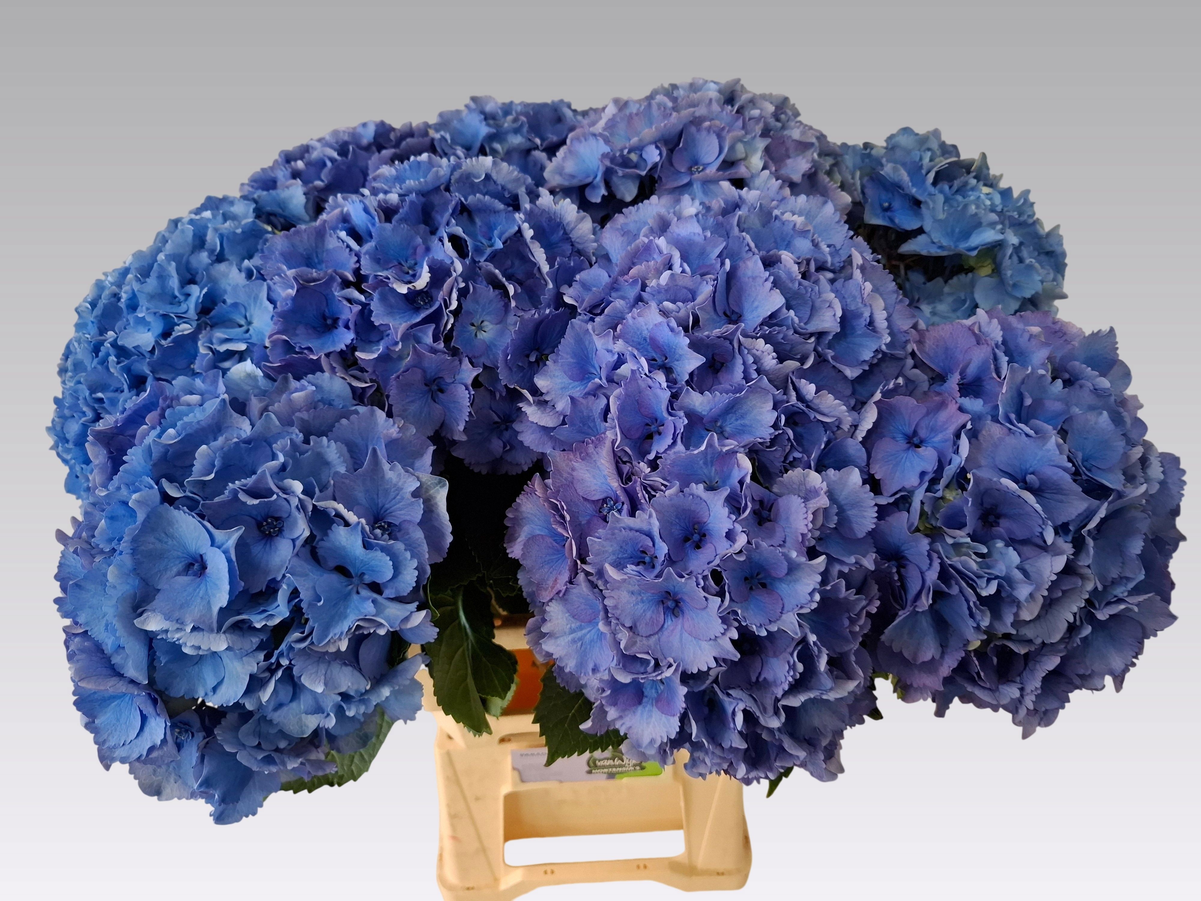 Hydrangea Royal Parade 60cm 22Ø